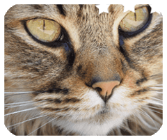 录音实时提取APP安装下载最新版2024