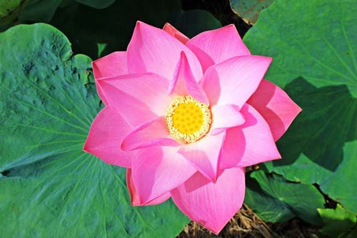 速找应用APP2024最新版