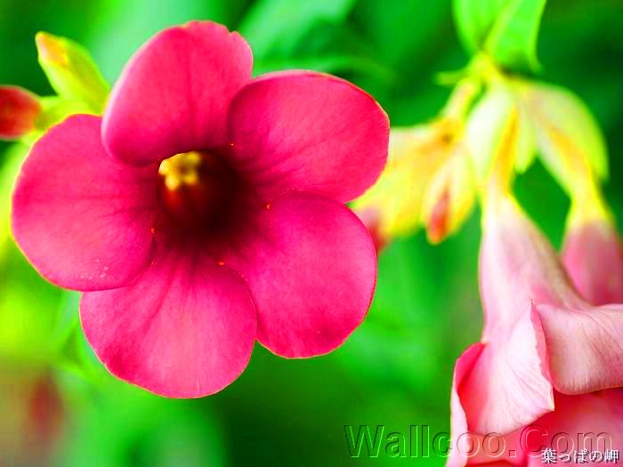 沈阳伙伴安卓版下载安装正版游戏